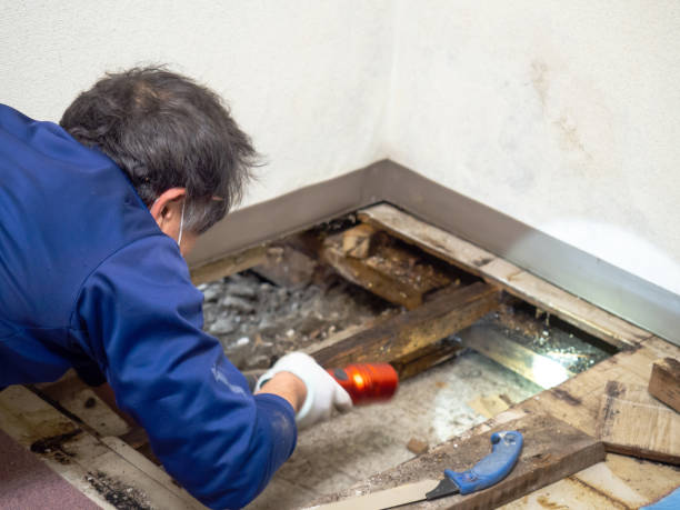 Best Mold Testing  in Hamlin, TX