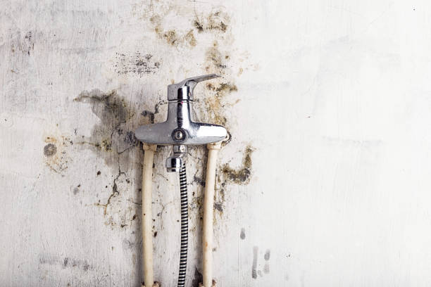 Best Office Mold Removal Services  in Hamlin, TX