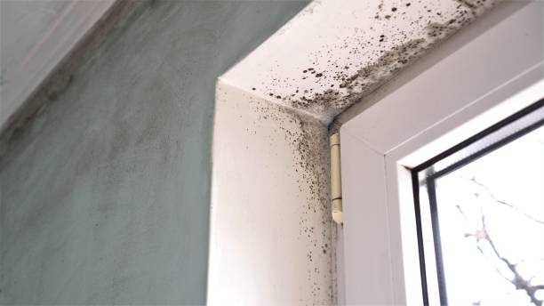 Best Mold Inspection  in Hamlin, TX