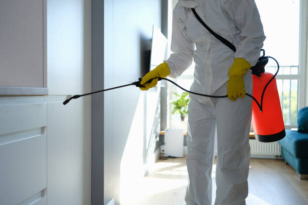 Best Black Mold Removal  in Hamlin, TX