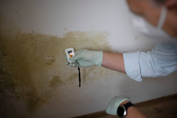 Best Crawl Space Mold Removal  in Hamlin, TX