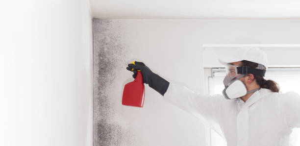 Best Local Mold Removal Service  in Hamlin, TX