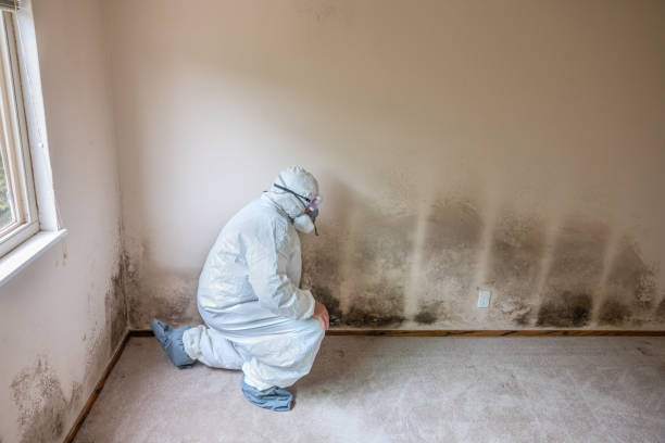 Best Black Mold Removal  in Hamlin, TX