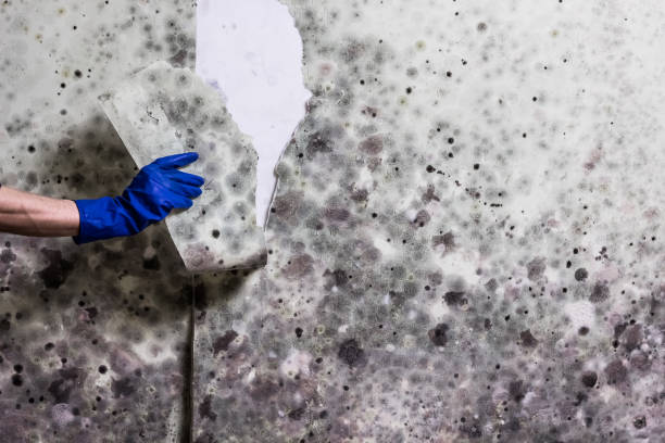 Best Residential Mold Removal  in Hamlin, TX
