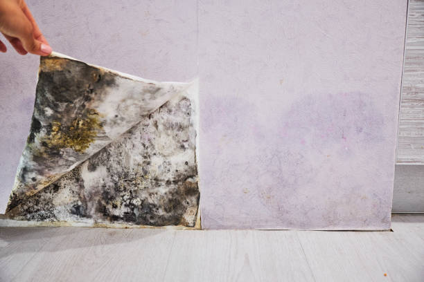 Best Same-Day Mold Removal  in Hamlin, TX